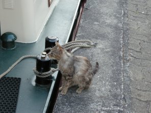 Stray cat trying to come on board.